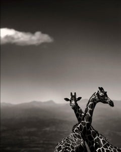 Giraffe Couple - with Mountains and Clouds, Fine Art Photography, 2019