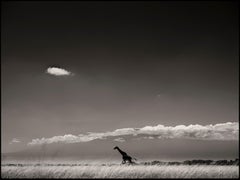 Archival Pigment Black and White Photography