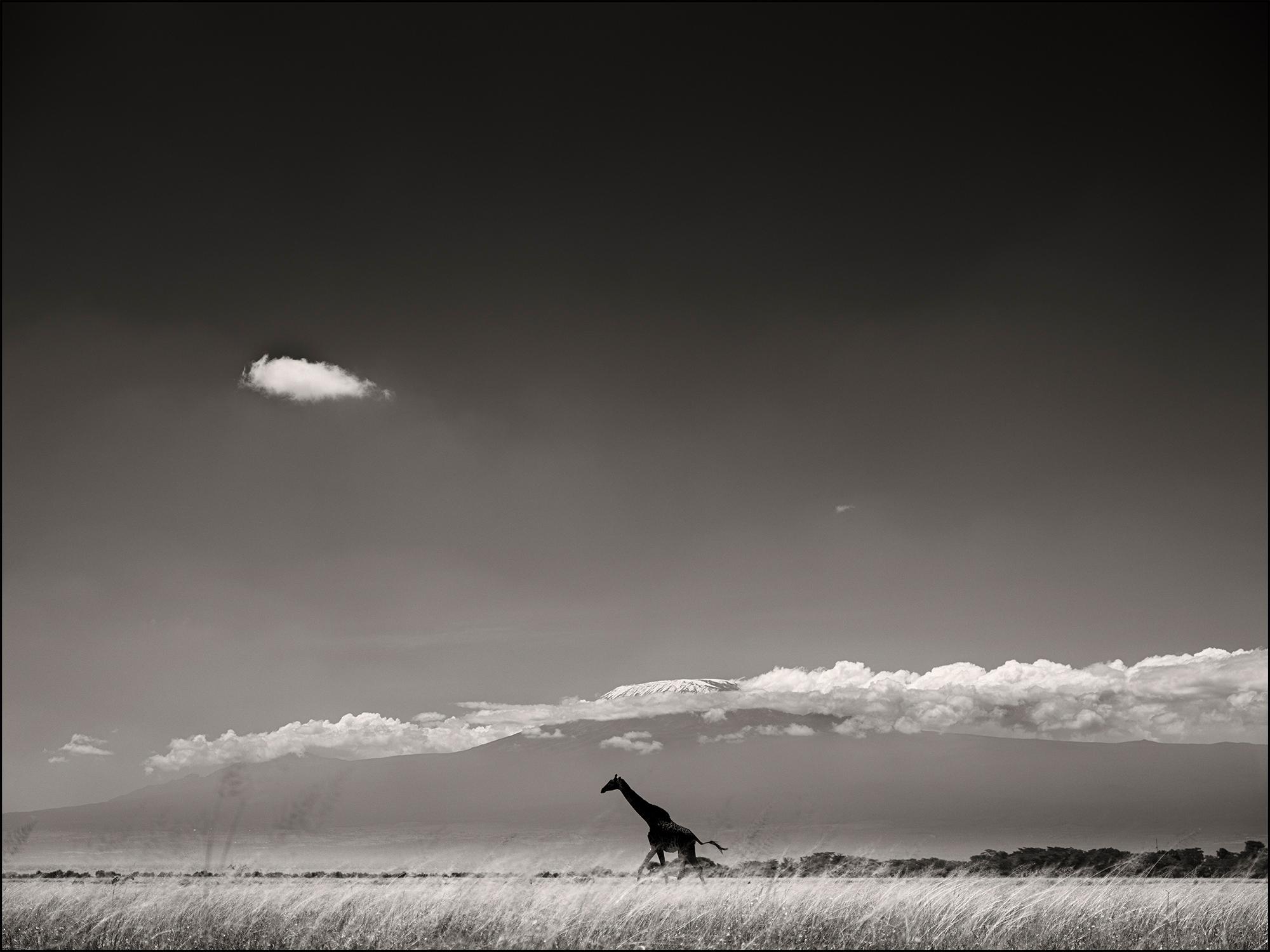 Joachim Schmeisser Black and White Photograph - Giraffe in front of Kilimanjaro, animal, wildlife, black and white photography