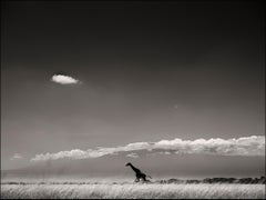 Giraffen vor Kilimanjaro, Tier, Wildtiere, Schwarz-Weiß-Fotografie