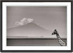 Giraffa davanti al monte Kenya, animali, animali selvatici, fotografia in bianco e nero