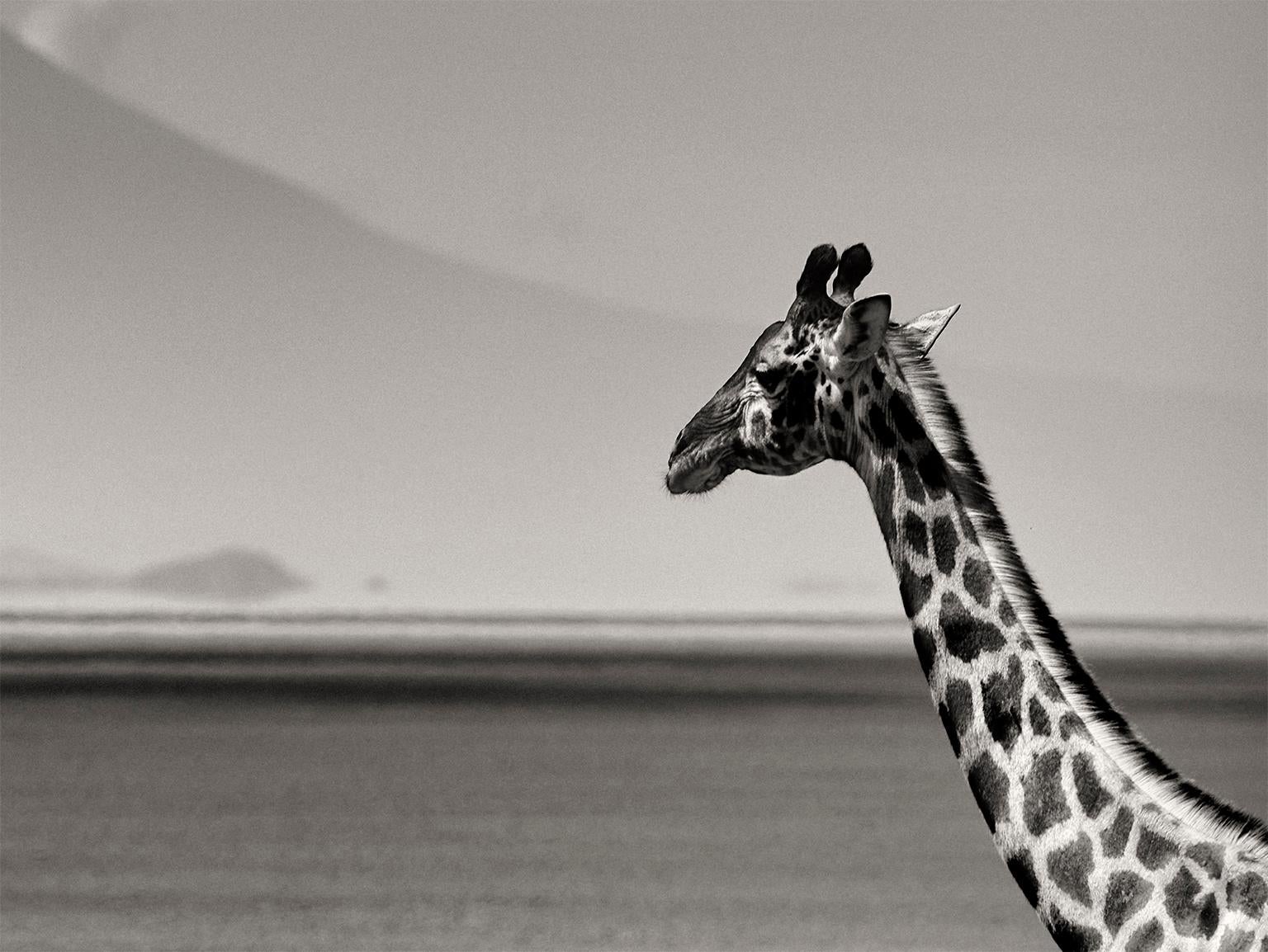 Giraffe in front of MtKenya, Kenya 2019, Giraffe, wildlife, b&w photography - Contemporary Photograph by Joachim Schmeisser