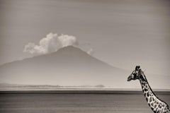 Giraffe in front of MtKenya, animal, wildlife, black and white photography