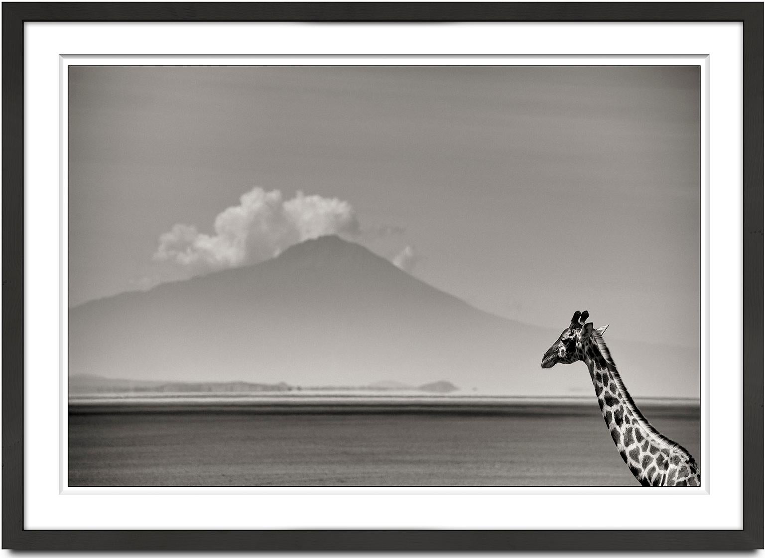 Joachim Schmeisser Black and White Photograph - Giraffe in front of MtKenya, Kenya 2019, Giraffe, wildlife, b&w photography