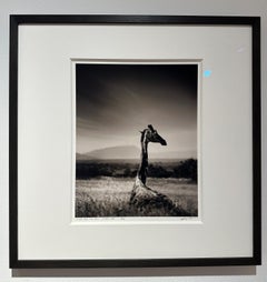 Giraffe in grass, Giraffe, animal, Africa, black and white photography