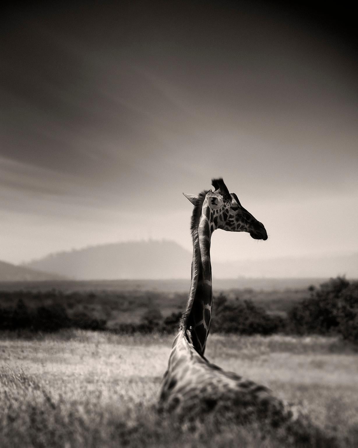 Joachim Schmeisser Black and White Photograph - Giraffe in grass, Giraffe, animal, Africa, black and white photography