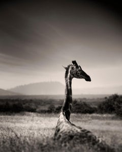 Giraffe in grass, Giraffe, animal, Africa, black and white photography