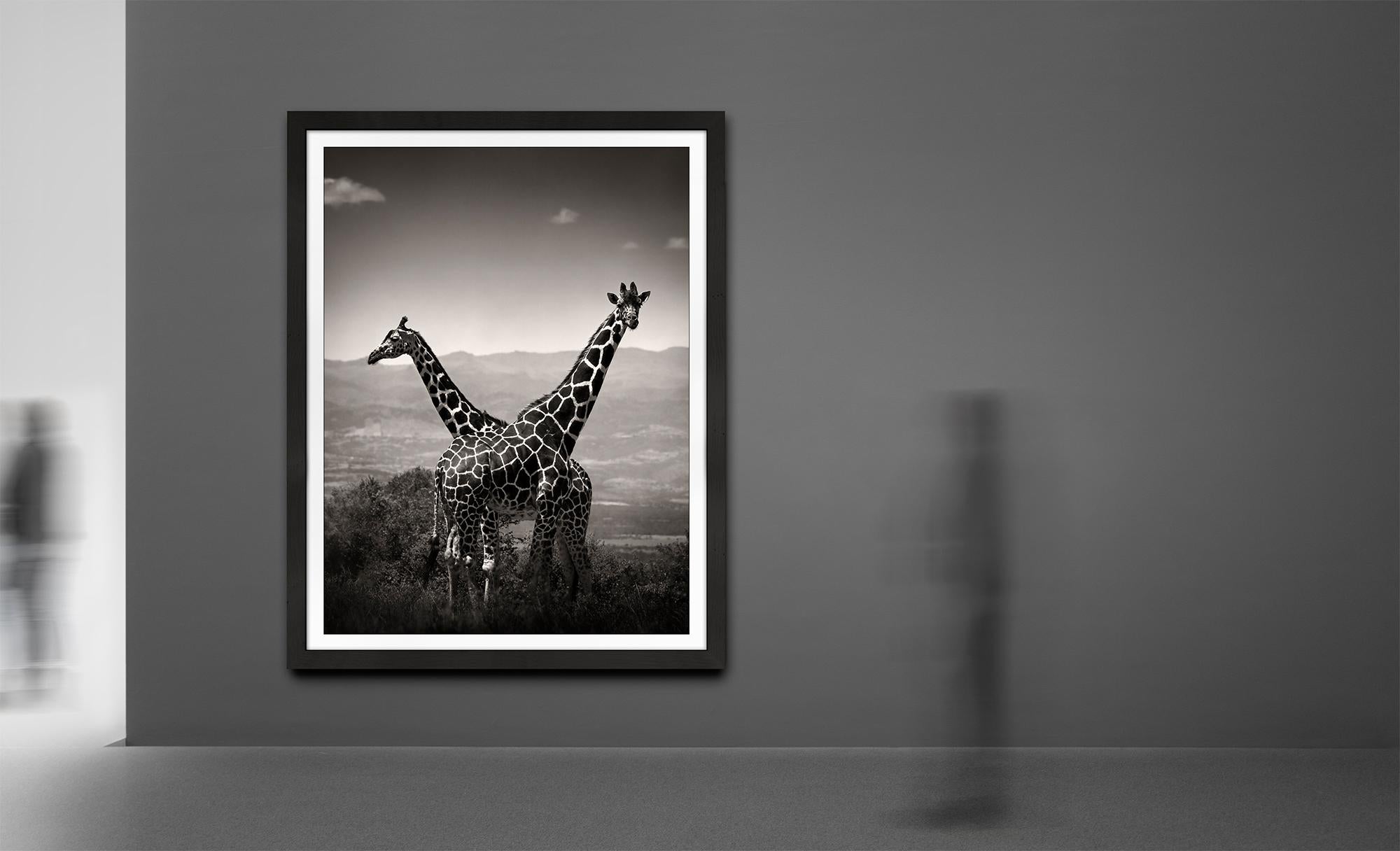 Coppia di giraffe, animali, fauna selvatica, fotografia in bianco e nero, Africa - Photograph di Joachim Schmeisser