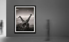 Giraffes couple, animal, wildlife, black and white photography, africa