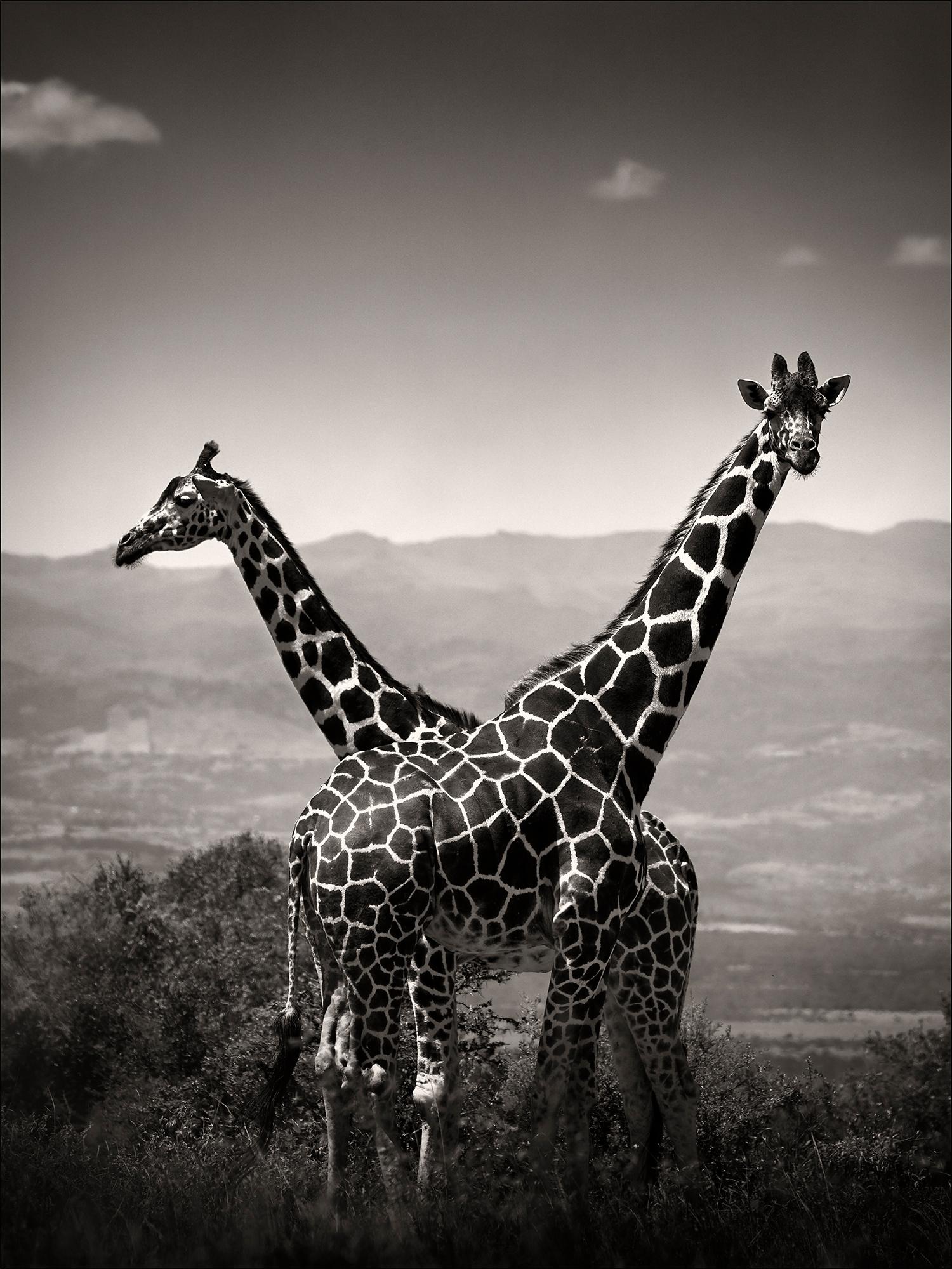 Joachim Schmeisser Black and White Photograph - Giraffes couple, animal, wildlife, black and white photography, africa