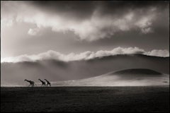 Giraffe nella nuvola, Kenya, Fotografia d'autore, 2019