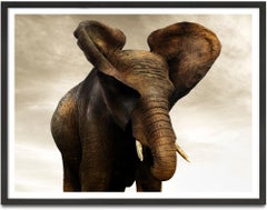 Golden Giant I, Elephant, wildlife, Fine Art Print