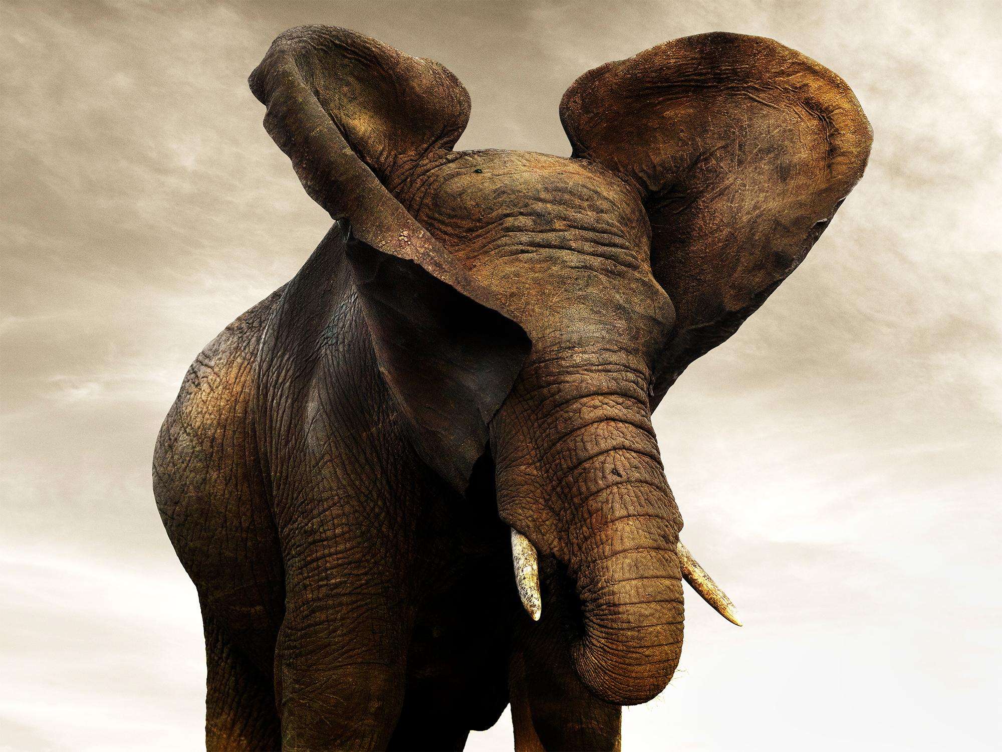 Joachim Schmeisser Portrait Photograph - Golden Giant I, animal, wildlife, black and white photography, elephant