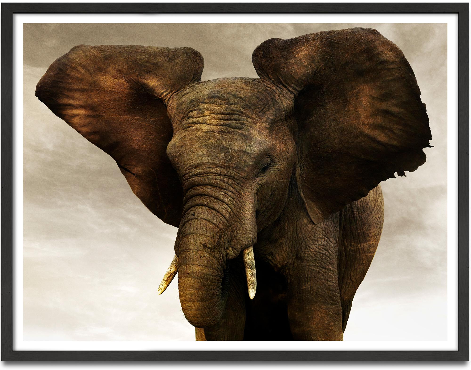 Gigante d'oro II, animale, fauna selvatica, fotografia in bianco e nero, elefante - Photograph di Joachim Schmeisser