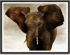 Golden Giant II, Kenya, Elephant, wildlife, Fine Art Print