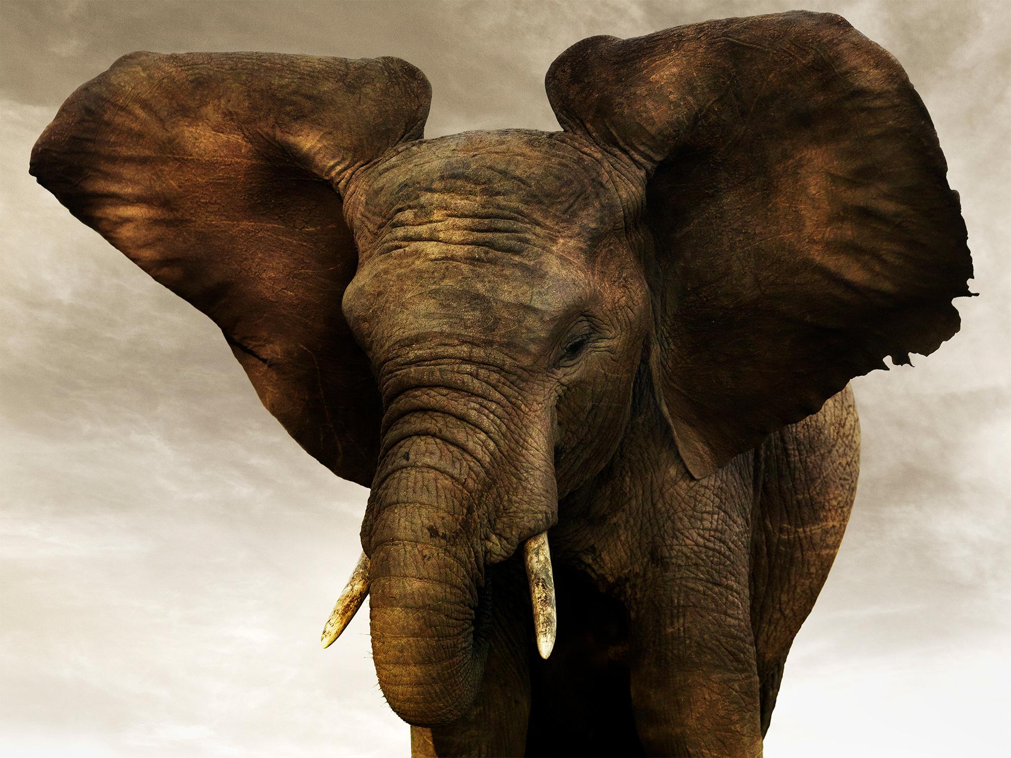 Joachim Schmeisser Portrait Photograph - Golden Giant II, animal, wildlife, black and white photography, elephant
