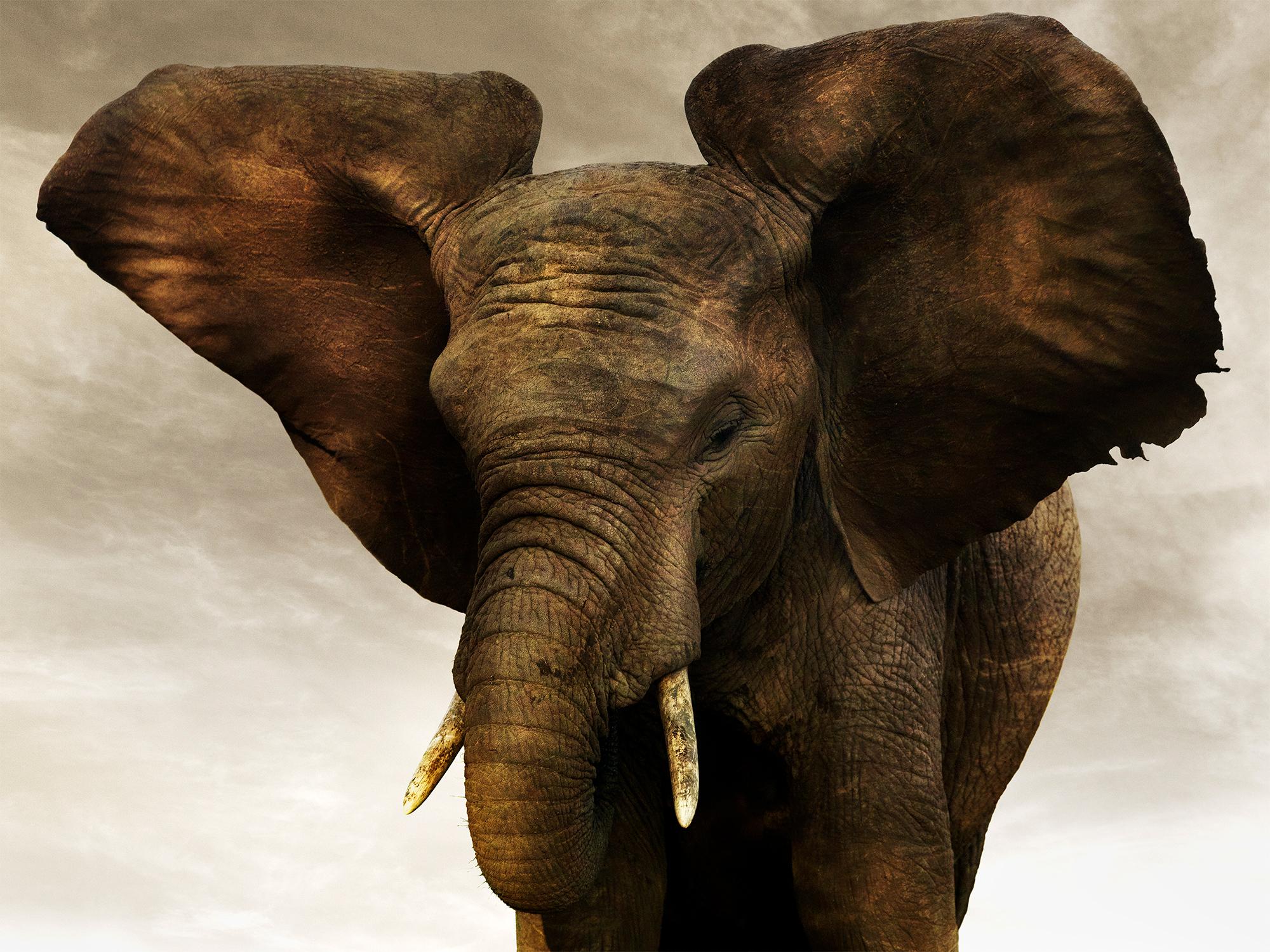 Portrait Photograph di Joachim Schmeisser - Gigante d'oro II, animale, fauna selvatica, fotografia in bianco e nero, elefante
