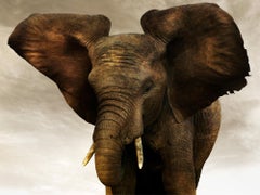 Golden Giant II, animal, faune sauvage, photographie en noir et blanc, éléphant