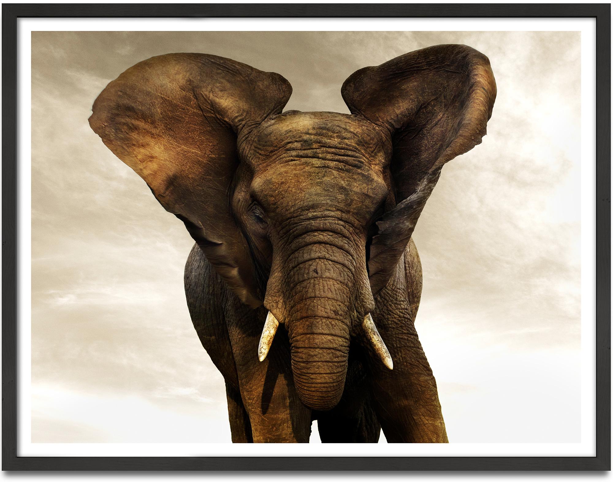 Golden Giant III, animal, wildlife, color photography, elephant - Photograph by Joachim Schmeisser