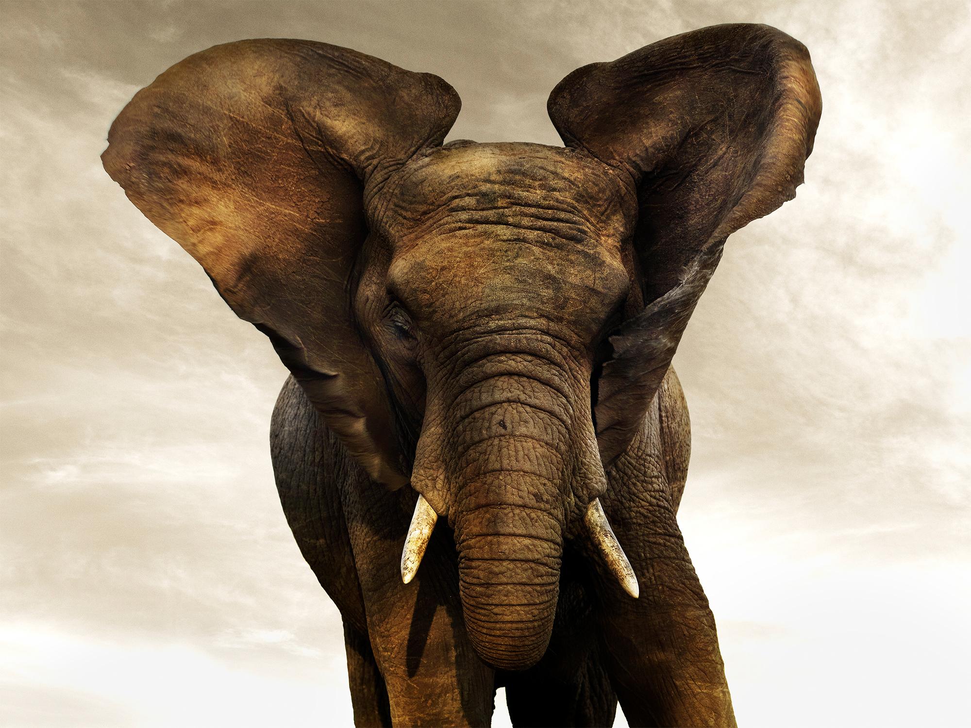 Joachim Schmeisser Portrait Photograph – Goldener Riesen III, Tier, Tierwelt, Farbfotografie, Elefant