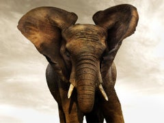 Golden Giant III, animal, wildlife, color photography, elephant