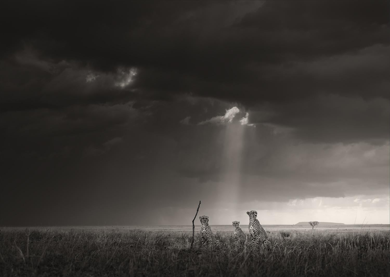 Landscape Photograph Joachim Schmeisser - Le ciel envoyé, noir et blanc, animal, Afrique, photographie, guépard