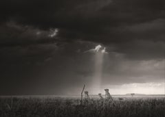 Heaven sent, black and white, animal, Africa, Photography, Cheetah