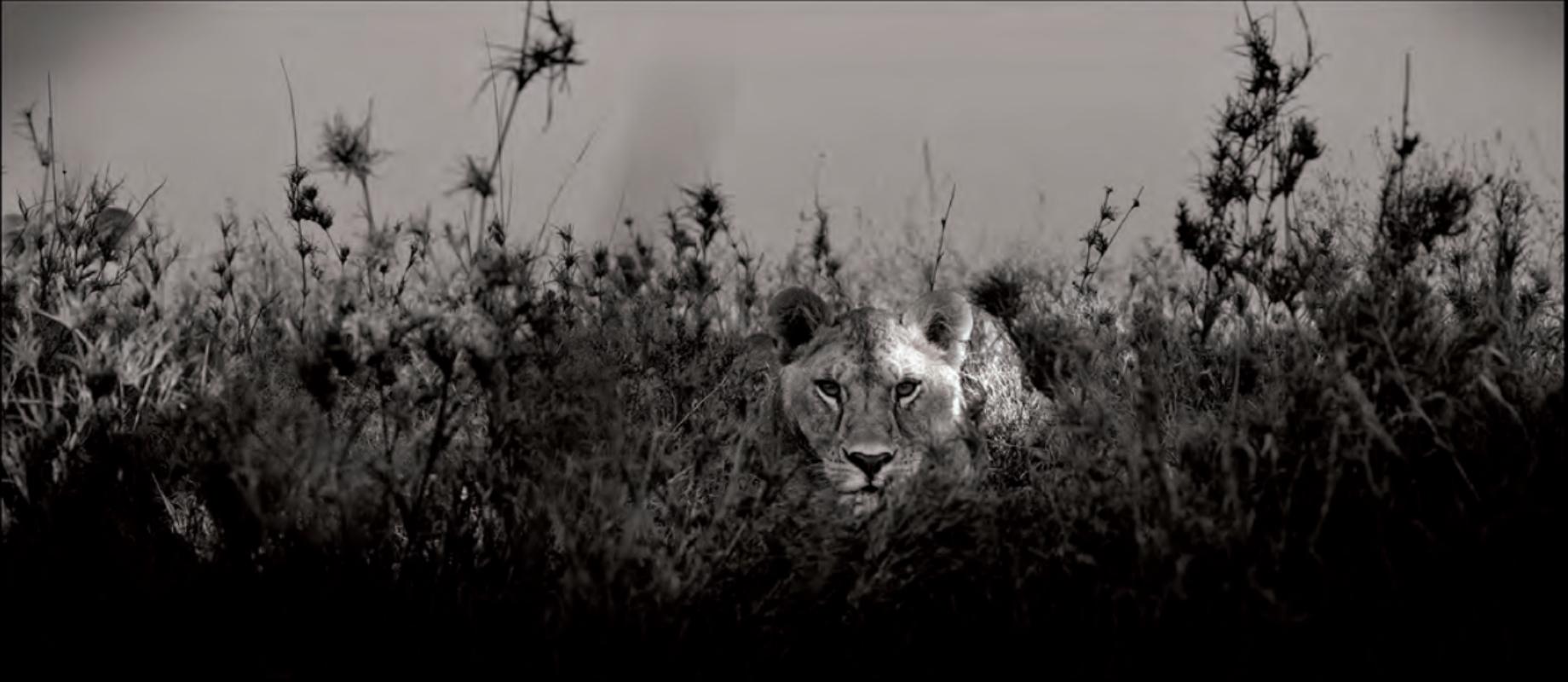 Figurative Photograph Joachim Schmeisser - HIDE AND SEEK - Lioness Observing Her Prey, Fine Art Photography, 2022