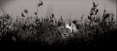 HIDE AND SEEK - Lioness Observing Her Prey, Fine Art Photography, 2022