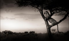 Horizon, contemporary, wildlife, black and white photography, Leopard