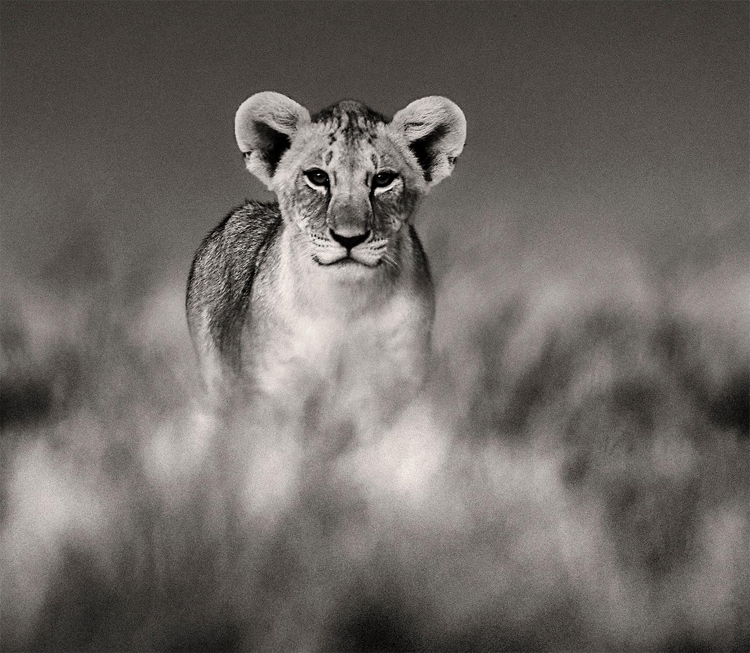 Huey, Dewey und Louie, Kenya, Löwe, Wildtiere, Fotografie – Photograph von Joachim Schmeisser
