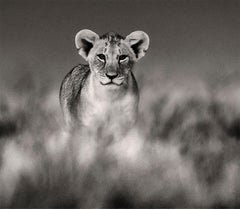 Huey, Dewey and Louie, Kenya, Lion, wildlife, photography