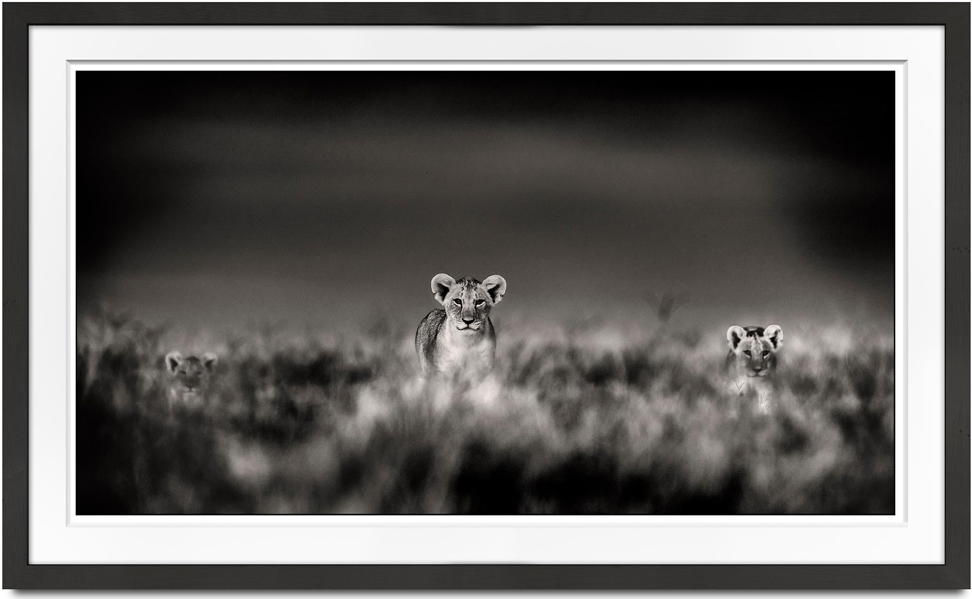 Huey, Dewey und Louie, Kenya, Löwe, Wildtiere, Fotografie (Zeitgenössisch), Photograph, von Joachim Schmeisser