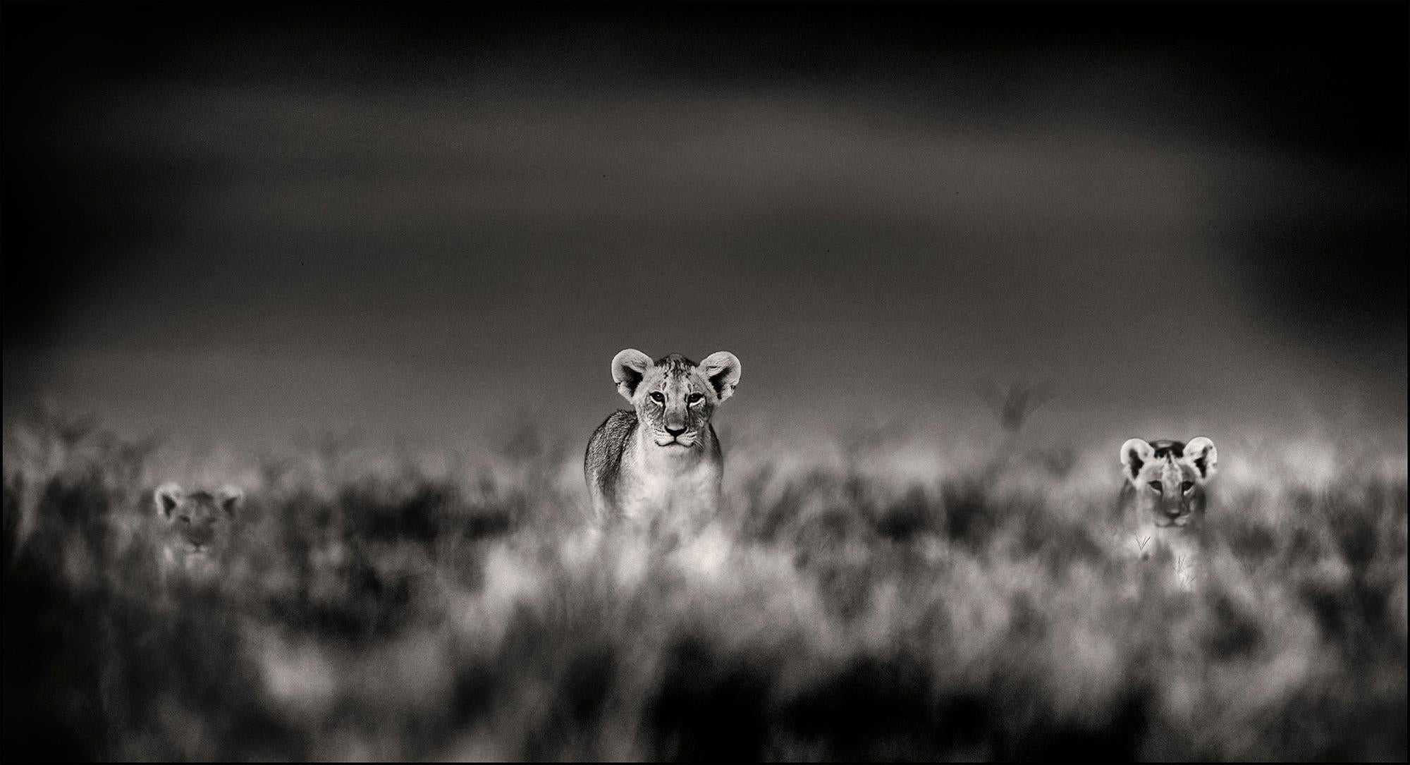 Huey, Dewey and Louie, Kenya, Lion, wildlife, photography