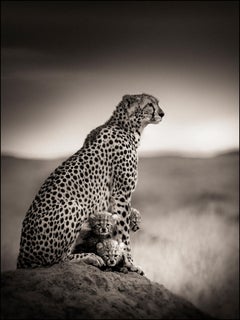 Imani and Cubs, contemporary, wildlife, black & white photography, Cheetahs
