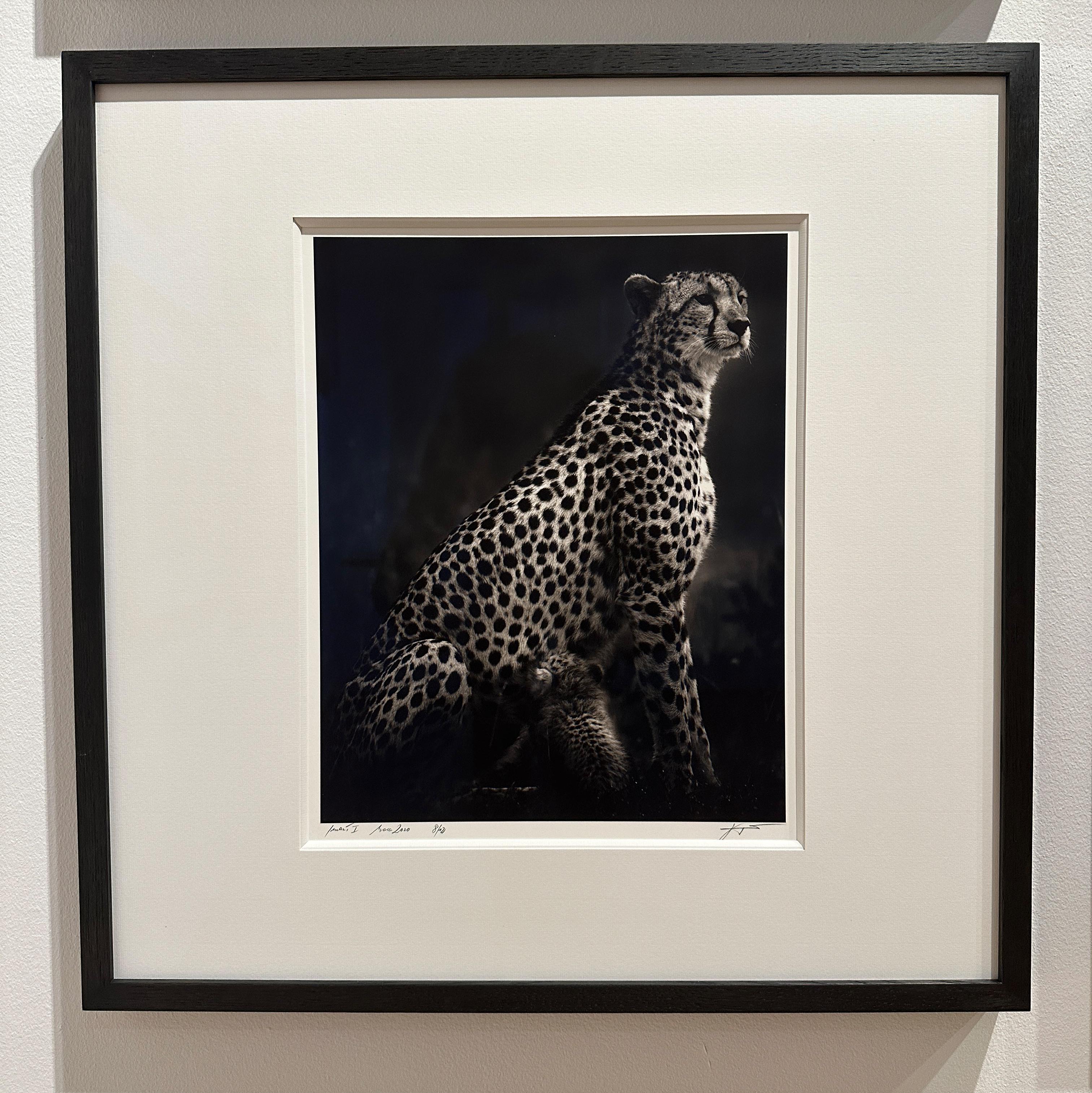 Imani I, animal, black and white photography, cheetah, Africa, wildlife - Photograph by Joachim Schmeisser