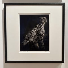 Imani I, photographie d'animaux, noir et blanc, guépard, Afrique, faune