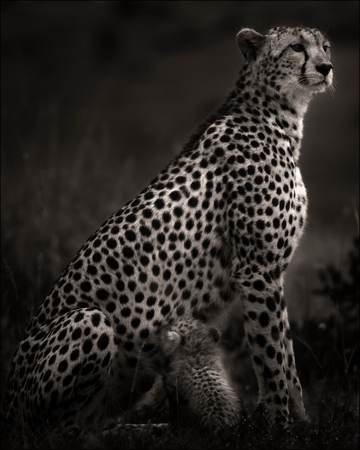 Joachim Schmeisser Portrait Photograph - Imani I, animal, black and white photography, cheetah, Africa, wildlife