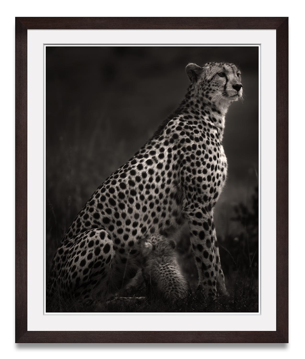 Imani I, Cheetah, animal, wildlife, black and white photography, africa - Photograph by Joachim Schmeisser