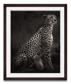 Imani I, Cheetah, animal, wildlife, black and white photography, africa