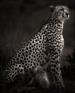 Imani I, Cheetah, blackandhwite photography, Africa, Portrait, Wildlife
