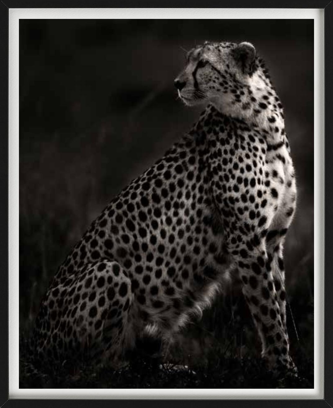 Imani,  majestueux guépard, photographié par Joachim Schmeisser.

Tous les tirages sont en édition limitée. Disponible en plusieurs tailles. Encadrement haut de gamme sur demande. Toutes les impressions sont réalisées et signées par l'artiste. 

Le