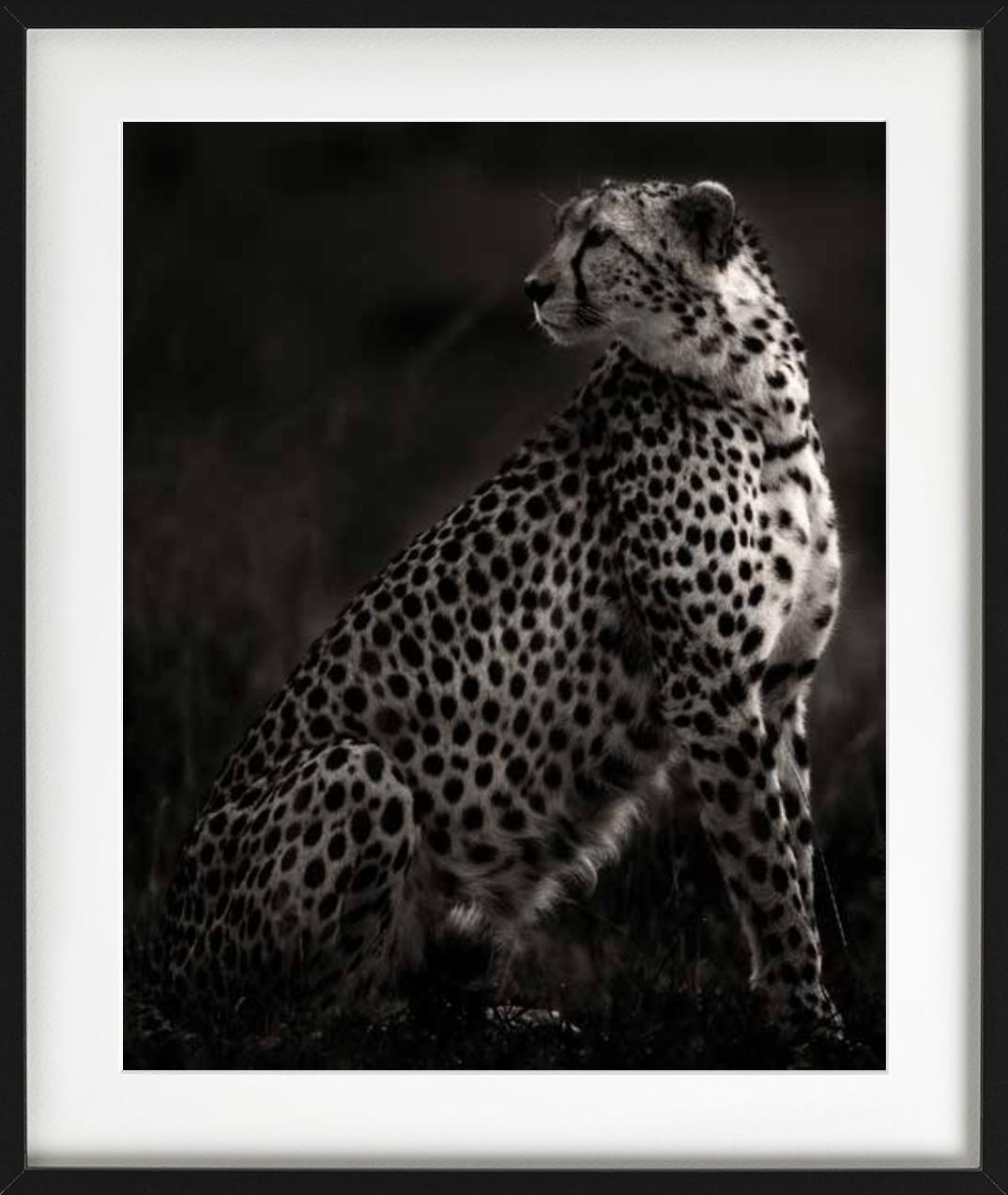 Imani II - Amboseli, Photographie d'art, 2020 en vente 1
