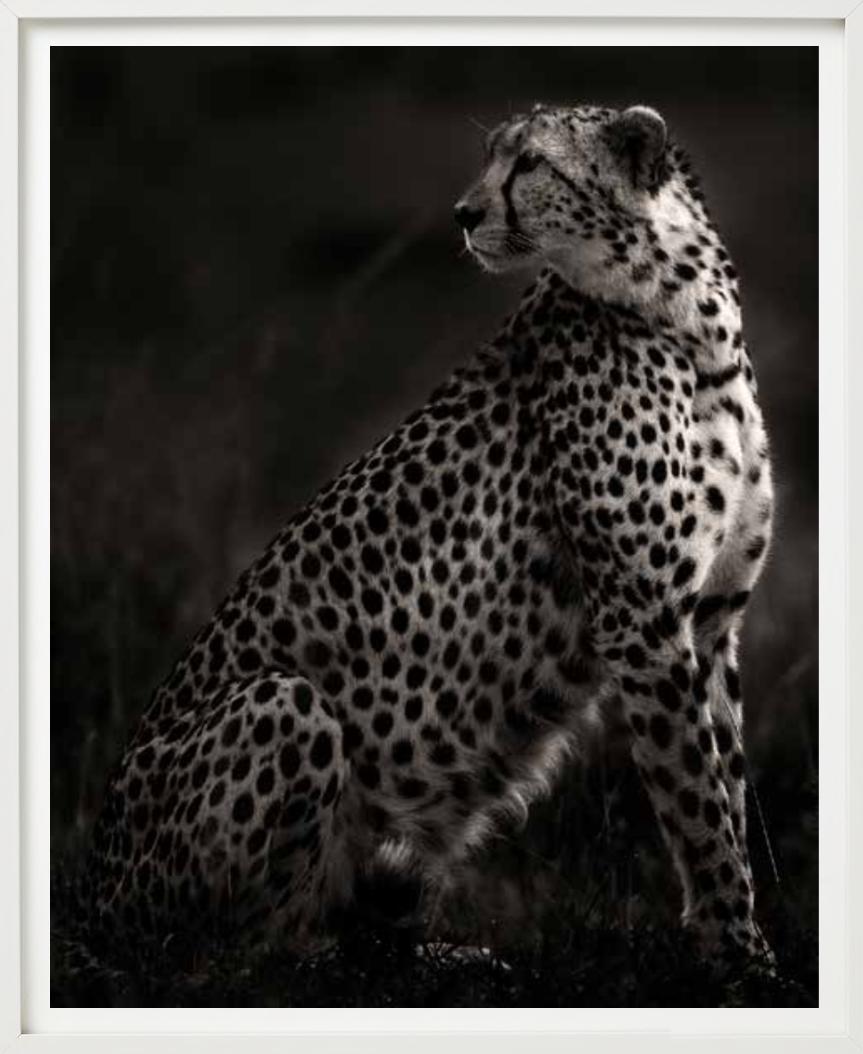 Imani II - Amboseli, Photographie d'art, 2020 en vente 4