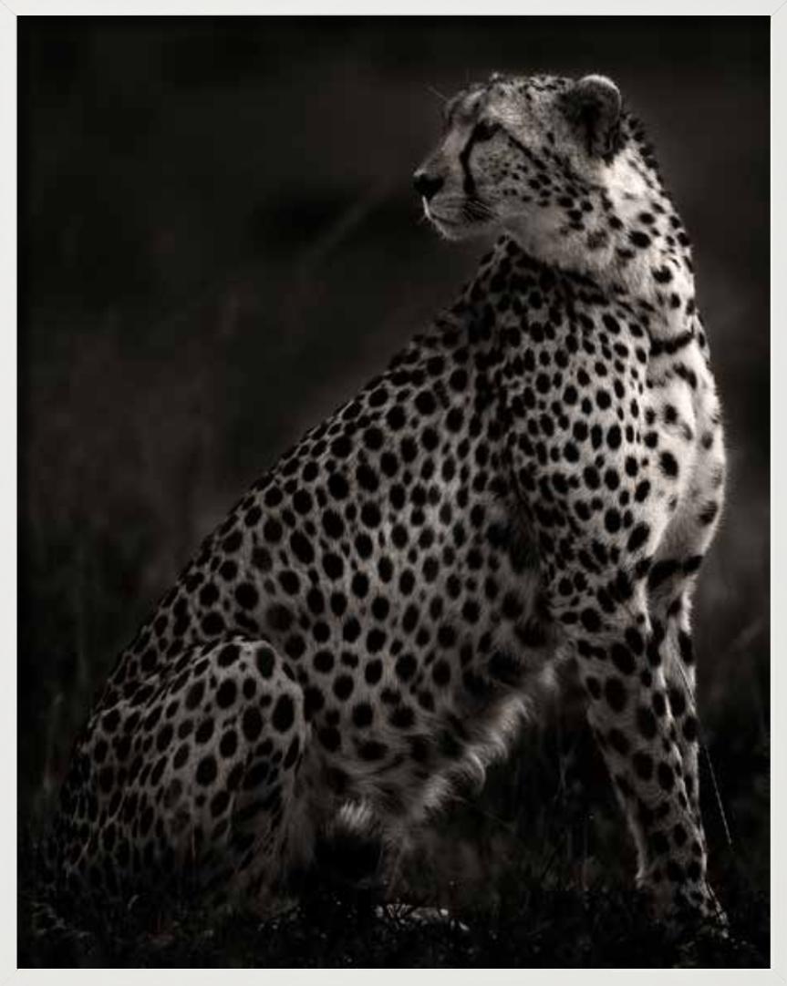 Imani II - Amboseli, Photographie d'art, 2020 en vente 6