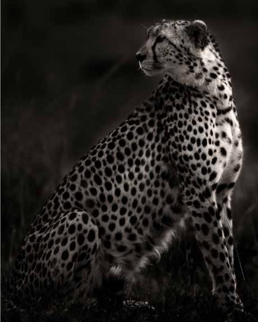 Black and White Photograph Joachim Schmeisser - Imani II - Amboseli, Photographie d'art, 2020