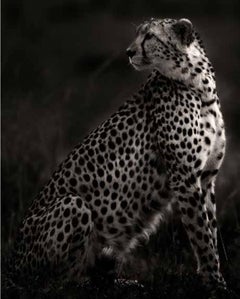 Imani II - Amboseli, Photographie d'art, 2020