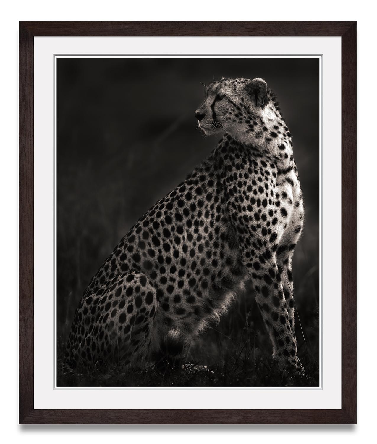 Imani II, Cheetah, blackandhwite photography, Africa, Portrait, Wildlife - Photograph by Joachim Schmeisser
