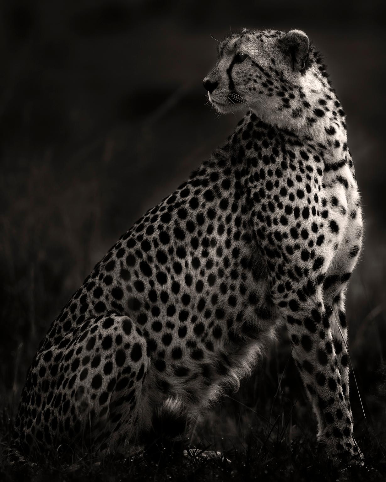 Joachim Schmeisser Black and White Photograph - Imani II, Cheetah, blackandhwite photography, Africa, Portrait, Wildlife