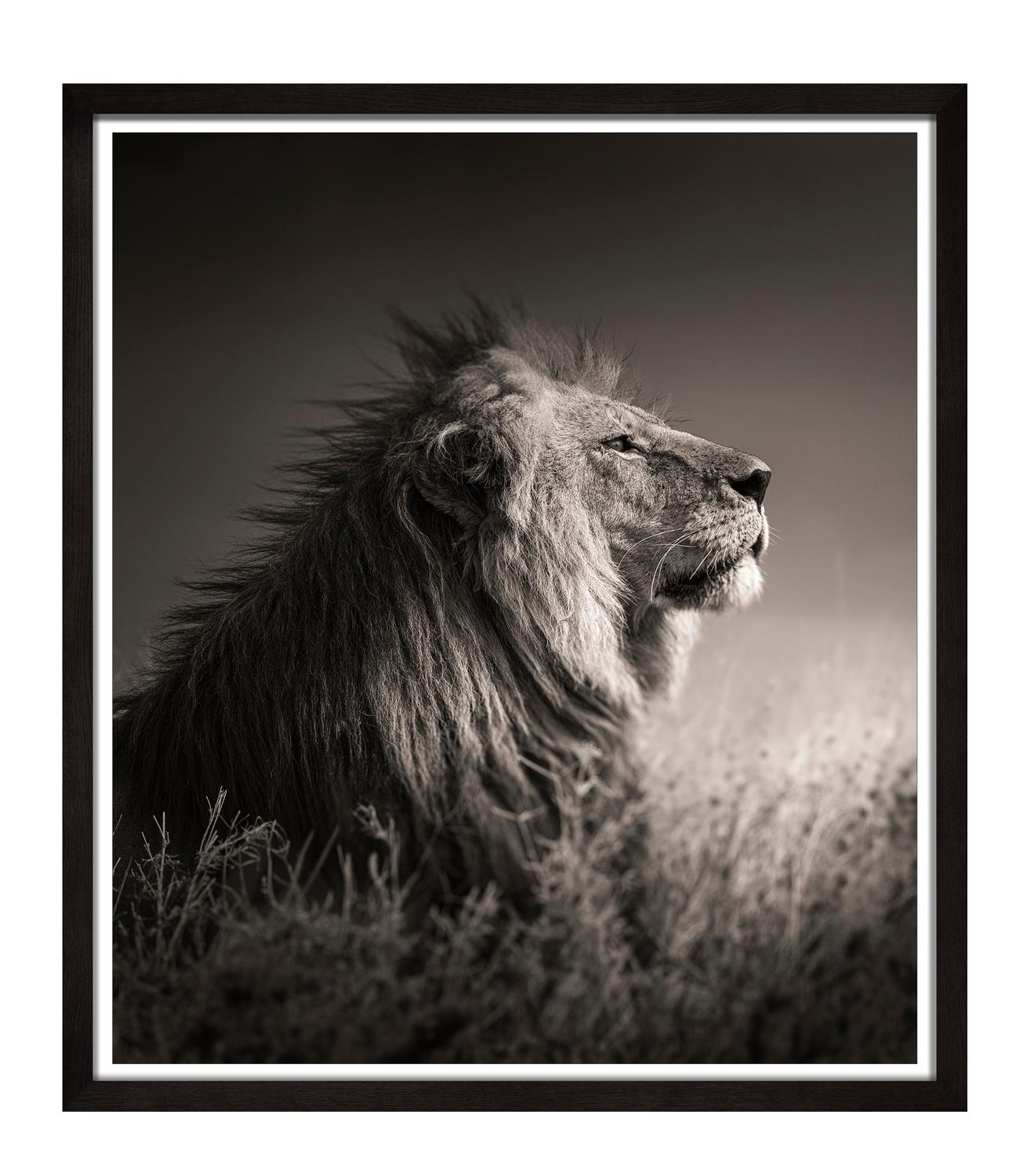 Into the Light, Schwarz-Weiß, Tier, Afrika, Fotografie, Löwe – Photograph von Joachim Schmeisser